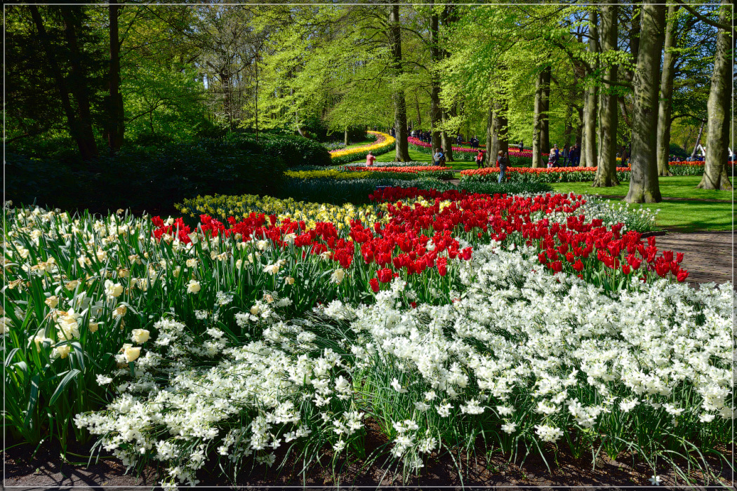 Серость ей к лицу. Майская Голландия