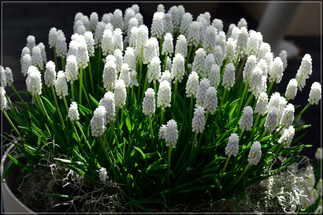 Серость ей к лицу. Майская Голландия