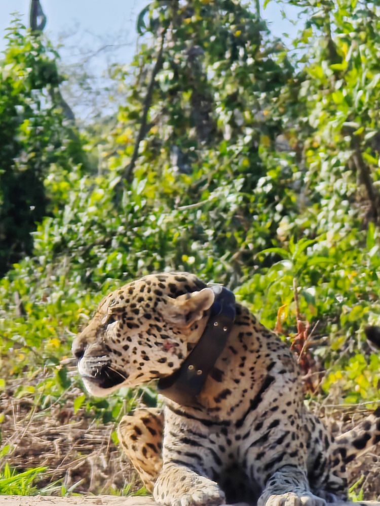 Улиткины в Бразилии - лето 2024 (обновление)