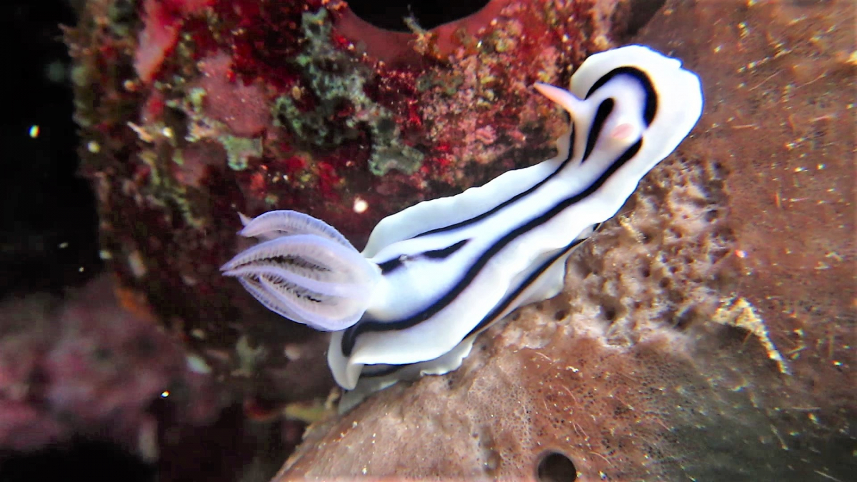 R4: Waigeo, Wayag, Manyaifun, Piaynemo, Arborek, Batanta, Misool (2017г. + 2018г. + 2019г.) R4: Waigeo, Wayag, Manyaifun, Piaynemo, Arborek, Batanta, Misool (2017г. + 2018г. + 2019г.)