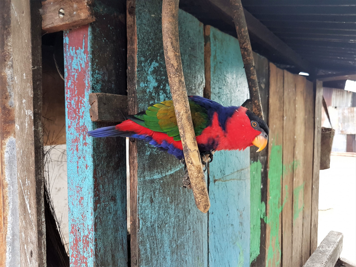 R4: Waigeo, Wayag, Manyaifun, Piaynemo, Arborek, Batanta, Misool (2017г. + 2018г. + 2019г.)