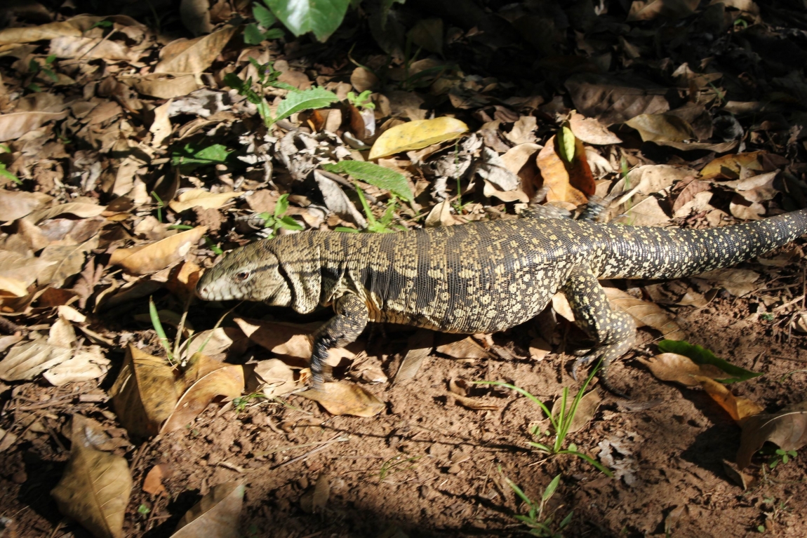 Солнечная Аргентина. Буэнос Айрес, Игуасу, Патагония, Ушуайя. Отчет с фото Солнечная Аргентина. Буэнос Айрес, Игуасу, Патагония, Ушуайя. Отчет с фото