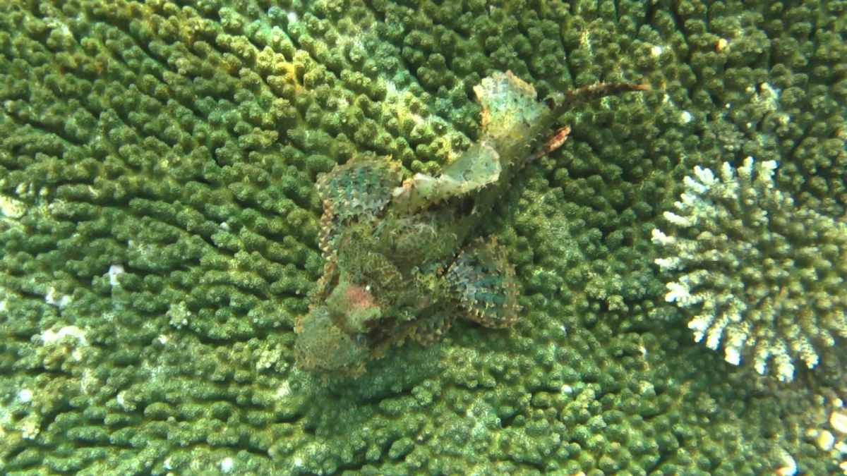 R4: Waigeo, Wayag, Manyaifun, Piaynemo, Arborek, Batanta, Misool (2017г. + 2018г. + 2019г.) R4: Waigeo, Wayag, Manyaifun, Piaynemo, Arborek, Batanta, Misool (2017г. + 2018г. + 2019г.)