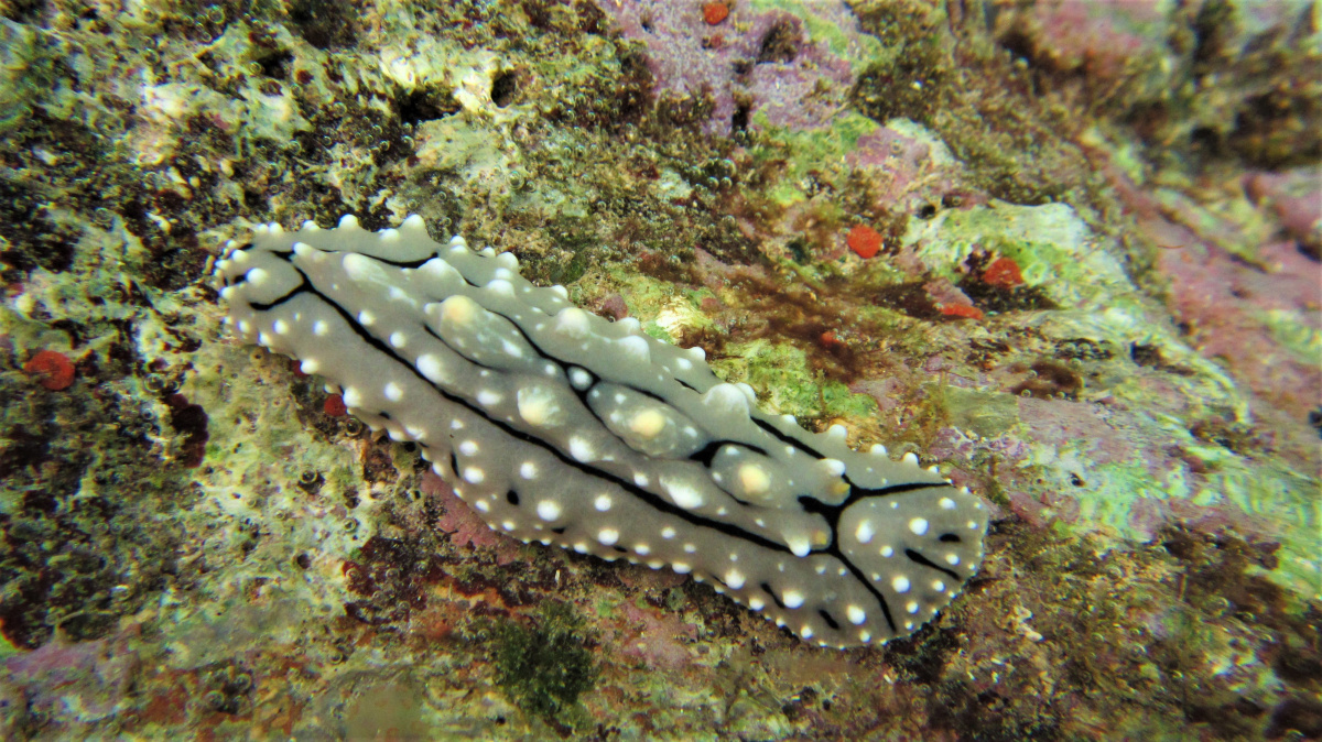 R4: Waigeo, Wayag, Manyaifun, Piaynemo, Arborek, Batanta, Misool (2017г. + 2018г. + 2019г.) R4: Waigeo, Wayag, Manyaifun, Piaynemo, Arborek, Batanta, Misool (2017г. + 2018г. + 2019г.)