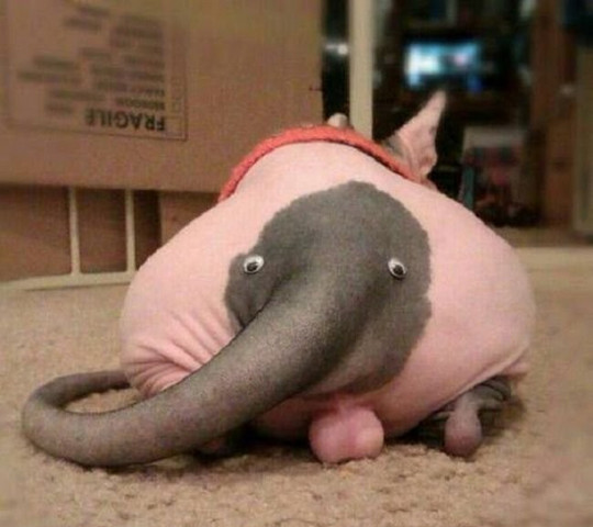 Поговорим о кошках 37