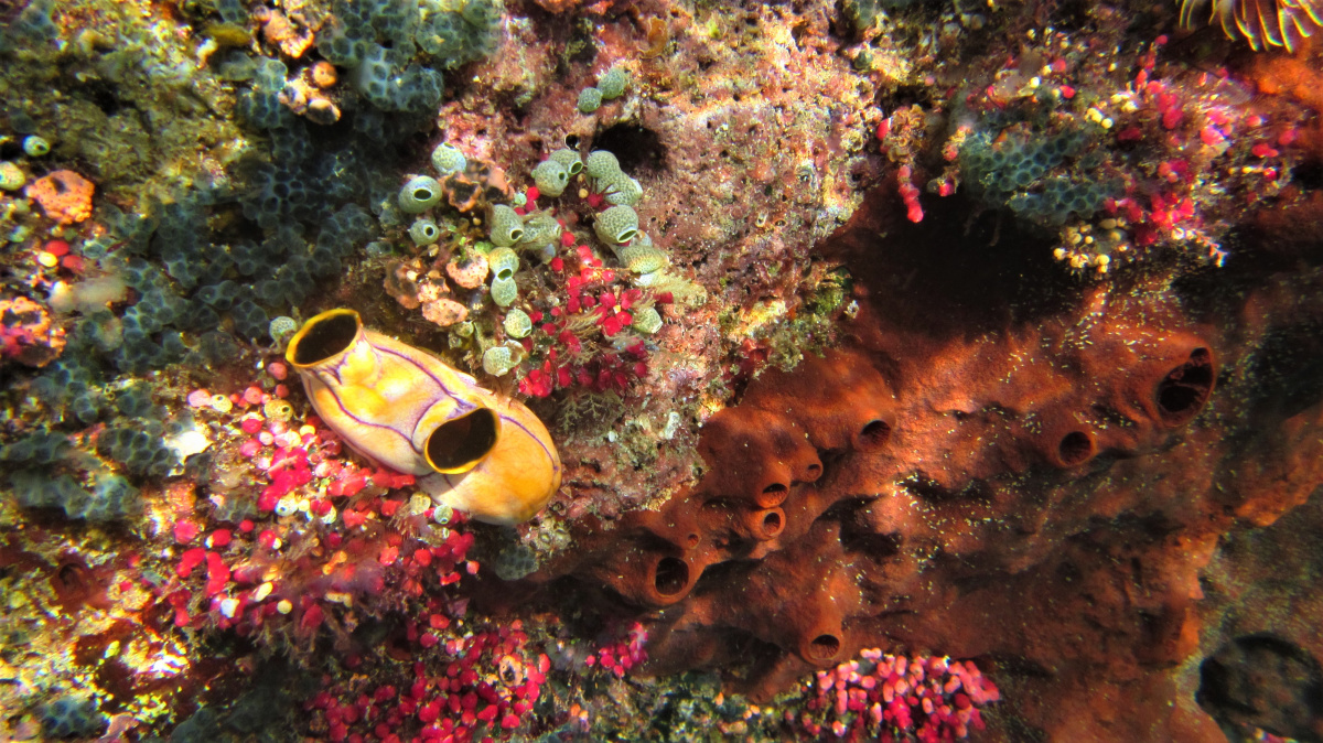 R4: Waigeo, Wayag, Manyaifun, Piaynemo, Arborek, Batanta, Misool (2017г. + 2018г. + 2019г.) R4: Waigeo, Wayag, Manyaifun, Piaynemo, Arborek, Batanta, Misool (2017г. + 2018г. + 2019г.)