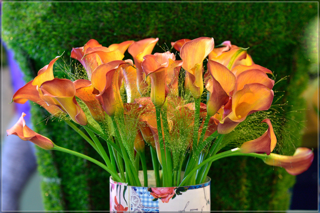 Серость ей к лицу. Майская Голландия