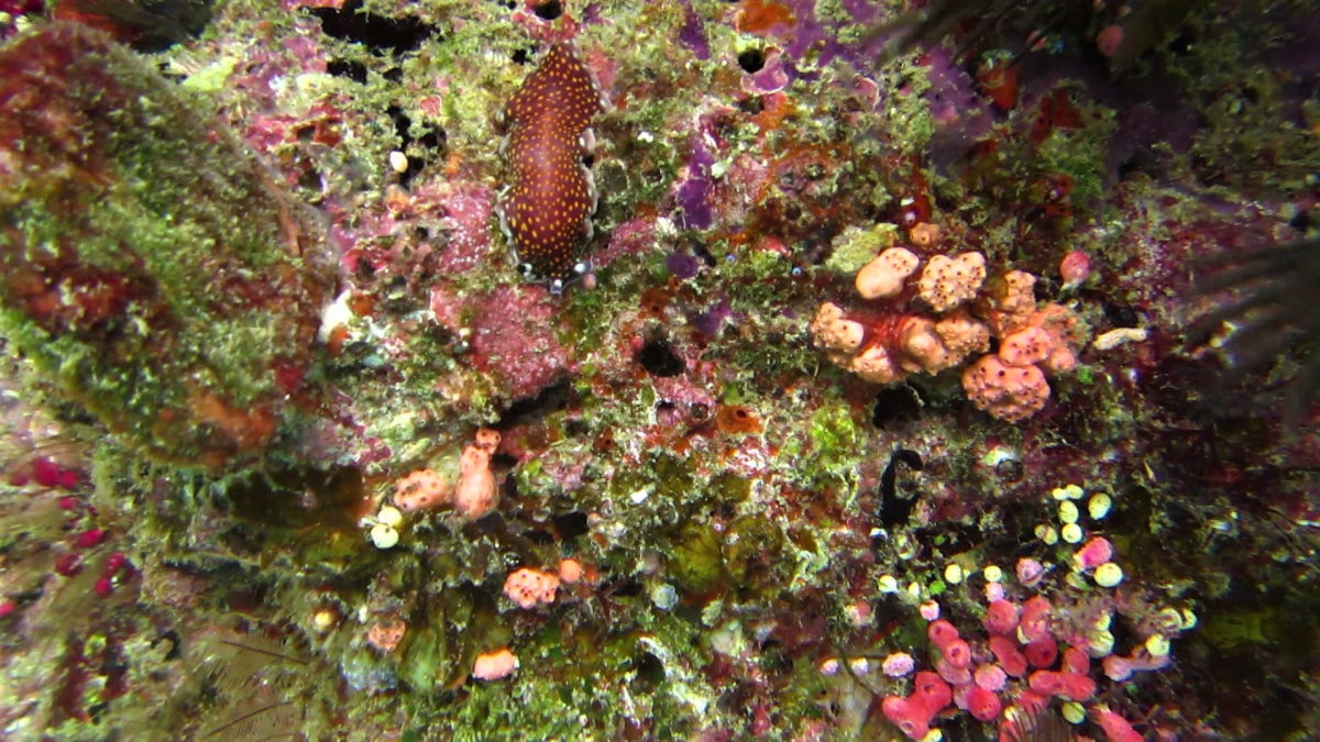 R4: Waigeo, Wayag, Manyaifun, Piaynemo, Arborek, Batanta, Misool (2017г. + 2018г. + 2019г.) R4: Waigeo, Wayag, Manyaifun, Piaynemo, Arborek, Batanta, Misool (2017г. + 2018г. + 2019г.)