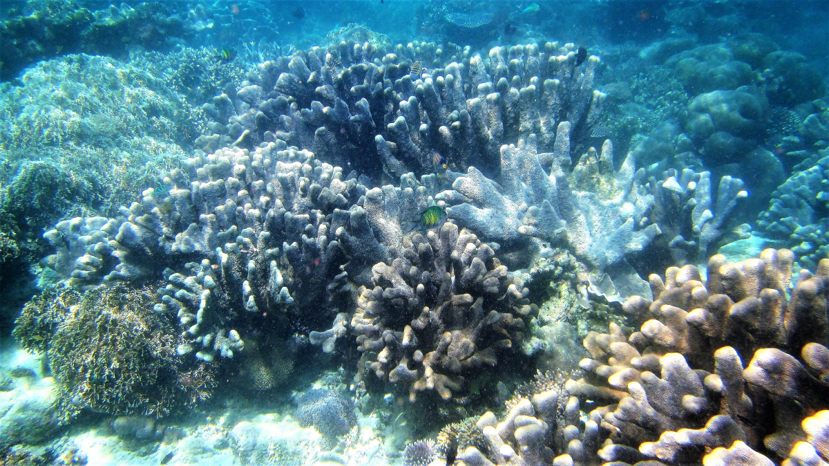 R4: Waigeo, Wayag, Manyaifun, Piaynemo, Arborek, Batanta, Misool (2017г. + 2018г. + 2019г.)