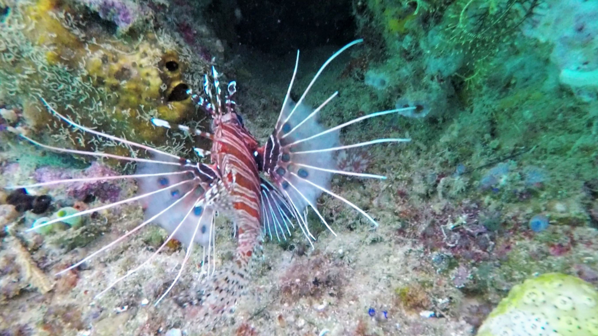 R4: Waigeo, Wayag, Manyaifun, Piaynemo, Arborek, Batanta, Misool (2017г. + 2018г. + 2019г.)