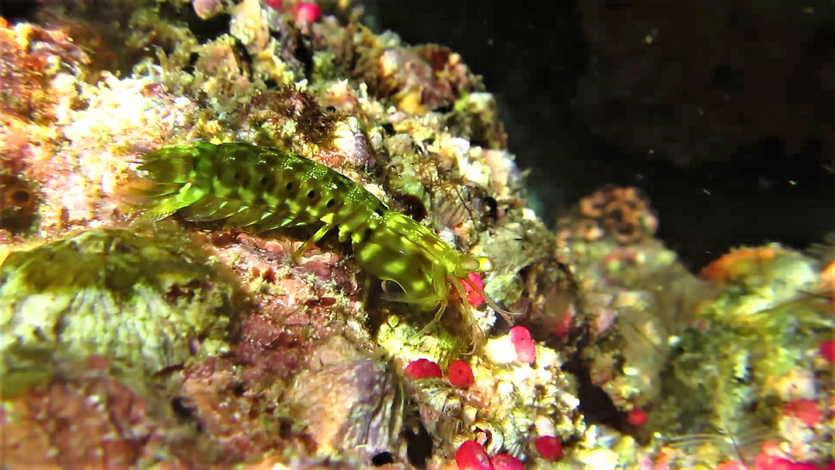 R4: Waigeo, Wayag, Manyaifun, Piaynemo, Arborek, Batanta, Misool (2017г. + 2018г. + 2019г.) R4: Waigeo, Wayag, Manyaifun, Piaynemo, Arborek, Batanta, Misool (2017г. + 2018г. + 2019г.)