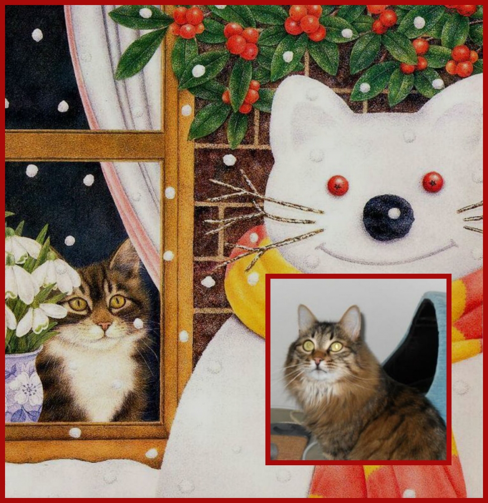 поговорим о кошках