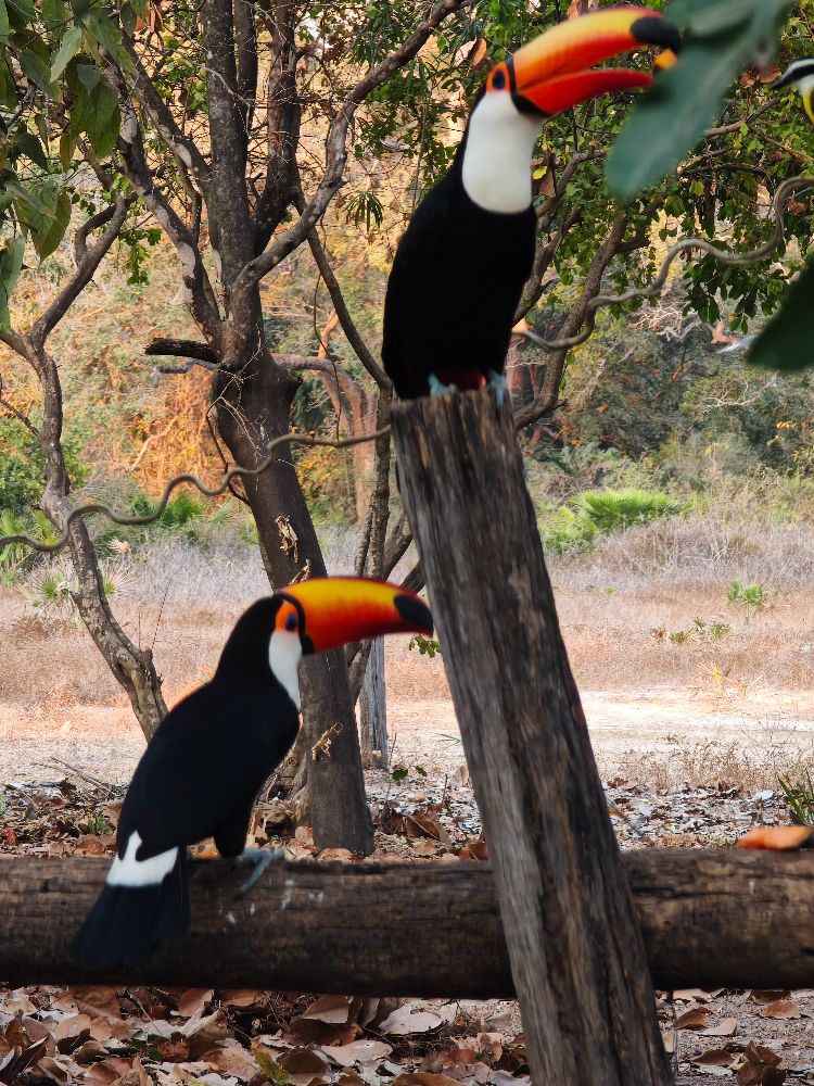 Улиткины в Бразилии - лето 2024 (обновление)