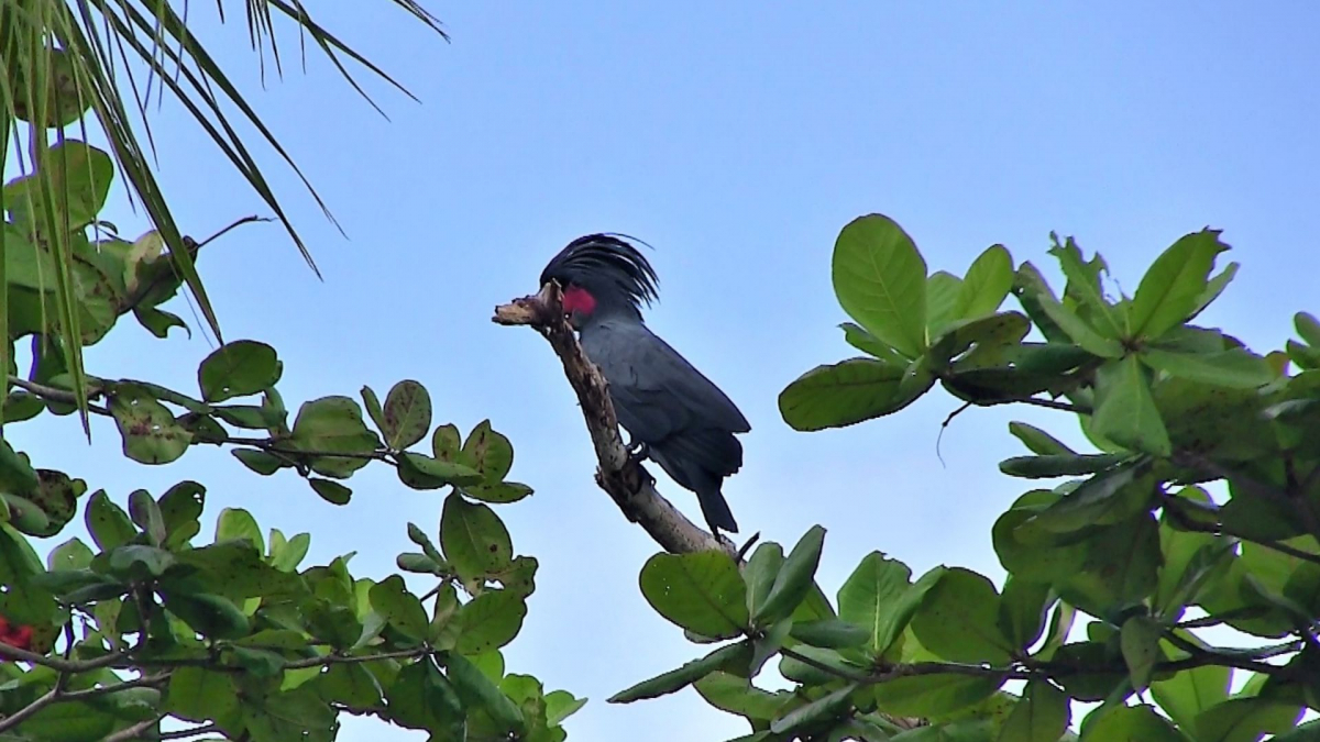 R4: Waigeo, Wayag, Manyaifun, Piaynemo, Arborek, Batanta, Misool (2017г. + 2018г. + 2019г.)