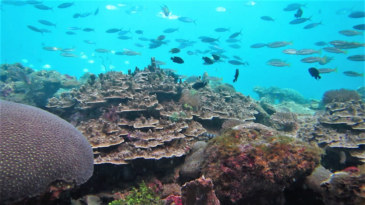 R4: Waigeo, Wayag, Manyaifun, Piaynemo, Arborek, Batanta, Misool (2017г. + 2018г. + 2019г.)