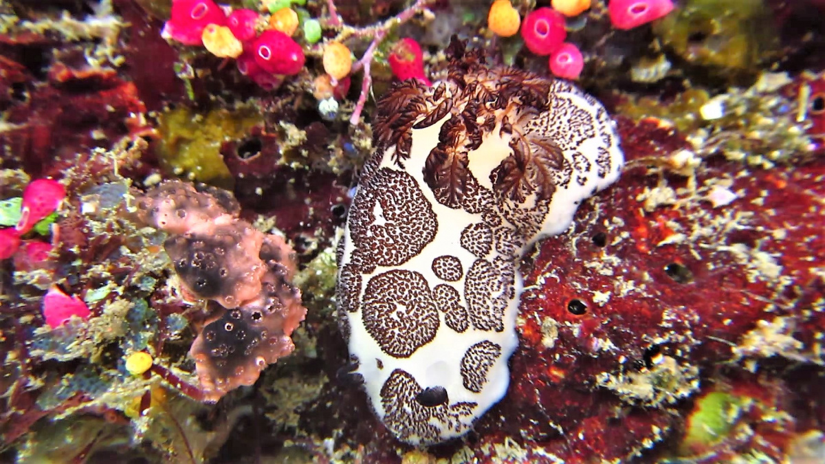 R4: Waigeo, Wayag, Manyaifun, Piaynemo, Arborek, Batanta, Misool (2017г. + 2018г. + 2019г.) R4: Waigeo, Wayag, Manyaifun, Piaynemo, Arborek, Batanta, Misool (2017г. + 2018г. + 2019г.)