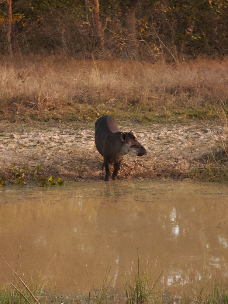 Улиткины в Бразилии - лето 2024 (обновление)