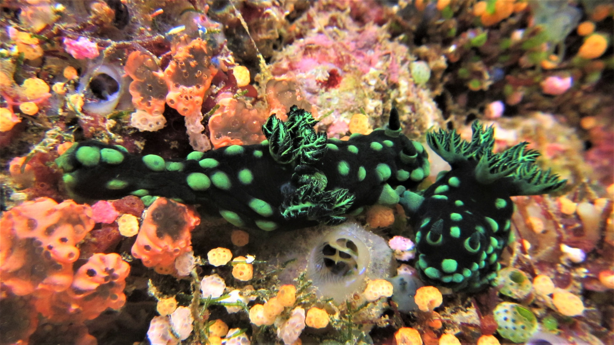 R4: Waigeo, Wayag, Manyaifun, Piaynemo, Arborek, Batanta, Misool (2017г. + 2018г. + 2019г.) R4: Waigeo, Wayag, Manyaifun, Piaynemo, Arborek, Batanta, Misool (2017г. + 2018г. + 2019г.)