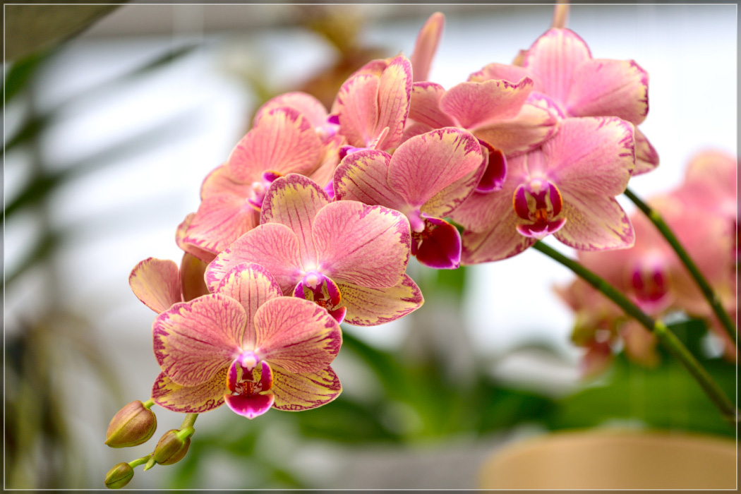 Серость ей к лицу. Майская Голландия