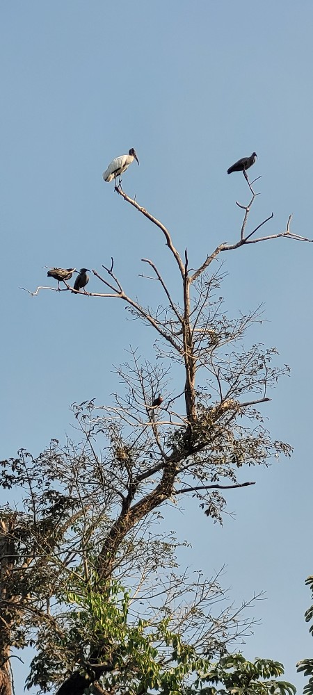 Улиткины в Бразилии - лето 2024 (обновление)