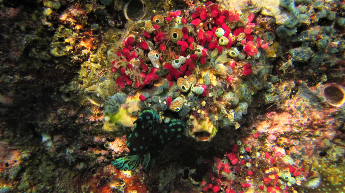 R4: Waigeo, Wayag, Manyaifun, Piaynemo, Arborek, Batanta, Misool (2017г. + 2018г. + 2019г.) R4: Waigeo, Wayag, Manyaifun, Piaynemo, Arborek, Batanta, Misool (2017г. + 2018г. + 2019г.)