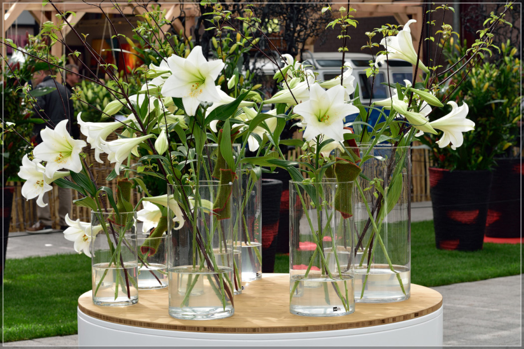 Серость ей к лицу. Майская Голландия