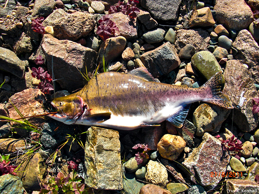 Рыболовные трофеи, у кого что. Рыболовные трофеи, у кого что.