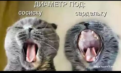 Поговорим о кошках 37 Поговорим о кошках 37