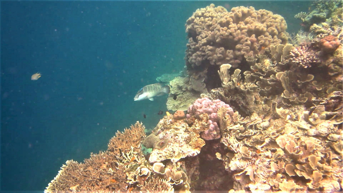 R4: Waigeo, Wayag, Manyaifun, Piaynemo, Arborek, Batanta, Misool (2017г. + 2018г. + 2019г.) R4: Waigeo, Wayag, Manyaifun, Piaynemo, Arborek, Batanta, Misool (2017г. + 2018г. + 2019г.)