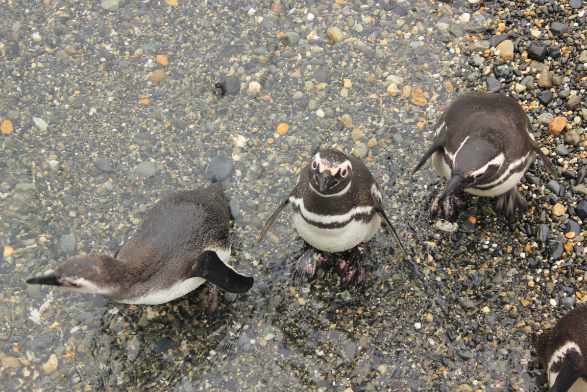 Солнечная Аргентина. Буэнос Айрес, Игуасу, Патагония, Ушуайя. Отчет с фото Солнечная Аргентина. Буэнос Айрес, Игуасу, Патагония, Ушуайя. Отчет с фото