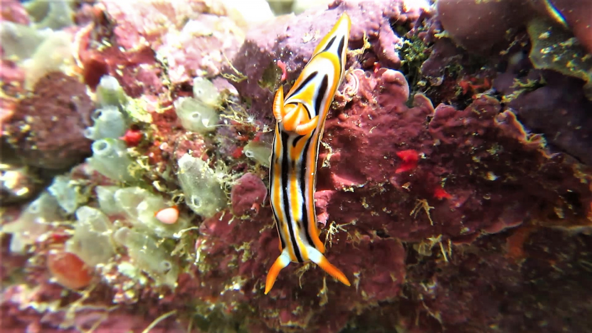 R4: Waigeo, Wayag, Manyaifun, Piaynemo, Arborek, Batanta, Misool (2017г. + 2018г. + 2019г.) R4: Waigeo, Wayag, Manyaifun, Piaynemo, Arborek, Batanta, Misool (2017г. + 2018г. + 2019г.)