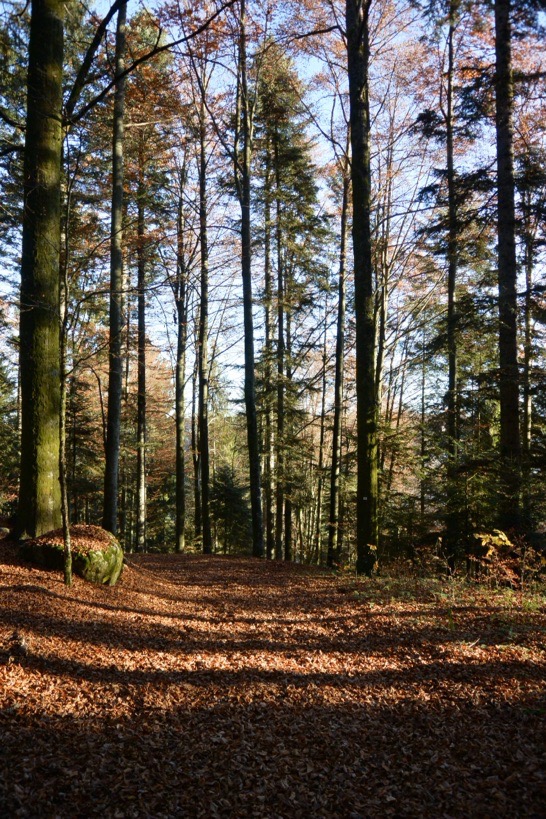 В погоне за уходящим летом или ноябрьские зарисовки южной Франции