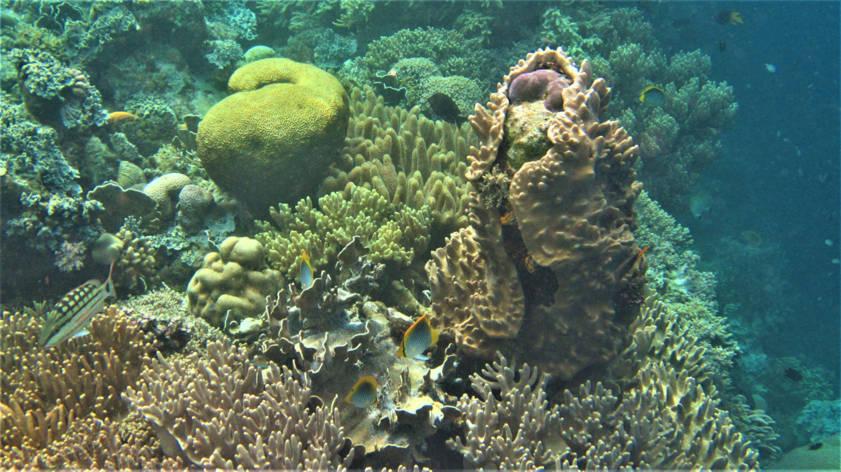 R4: Waigeo, Wayag, Manyaifun, Piaynemo, Arborek, Batanta, Misool (2017г. + 2018г. + 2019г.) R4: Waigeo, Wayag, Manyaifun, Piaynemo, Arborek, Batanta, Misool (2017г. + 2018г. + 2019г.)