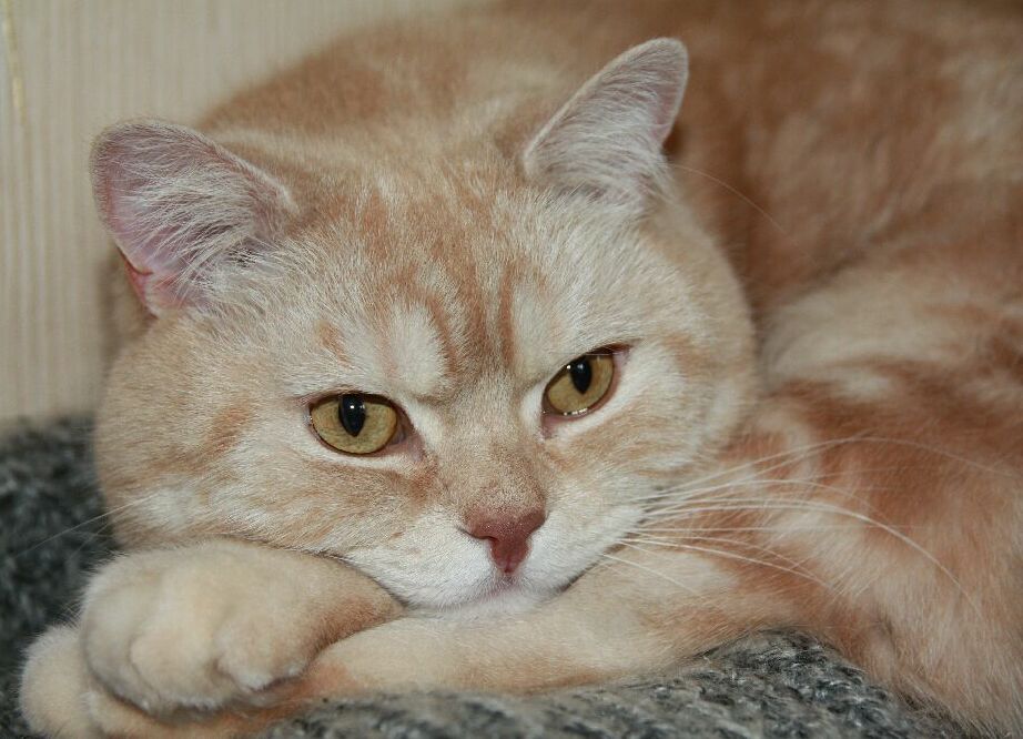 Поговорим о Кошках 19 Поговорим о Кошках 19