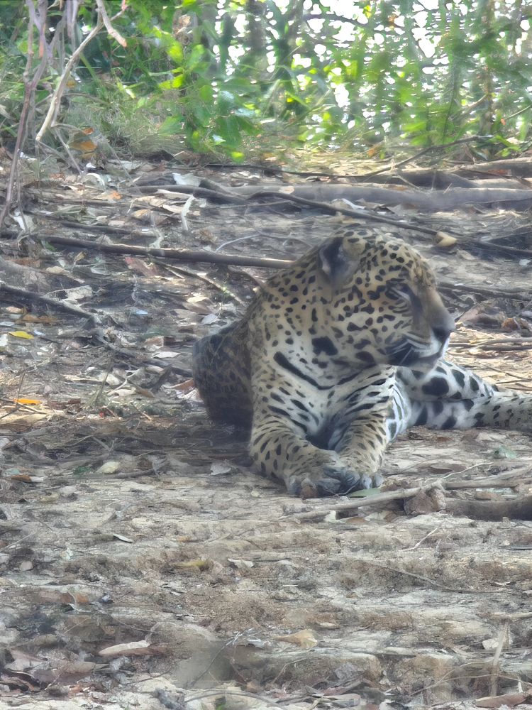 Улиткины в Бразилии - лето 2024 (обновление)