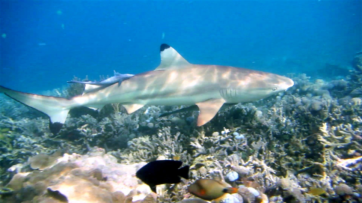 R4: Waigeo, Wayag, Manyaifun, Piaynemo, Arborek, Batanta, Misool (2017г. + 2018г. + 2019г.)