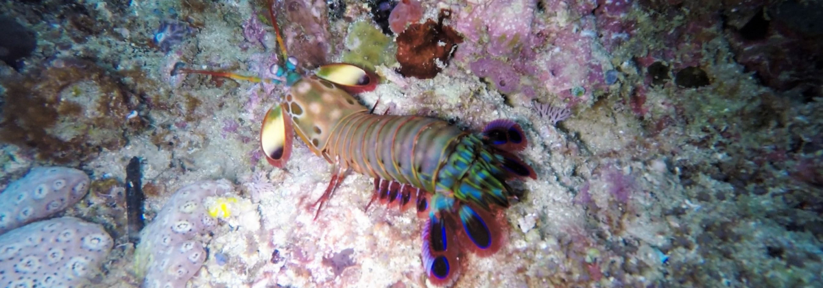 R4: Waigeo, Wayag, Manyaifun, Piaynemo, Arborek, Batanta, Misool (2017г. + 2018г. + 2019г.)