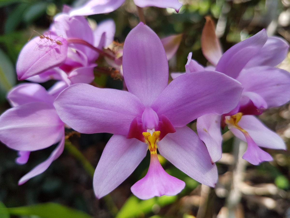 R4: Waigeo, Wayag, Manyaifun, Piaynemo, Arborek, Batanta, Misool (2017г. + 2018г. + 2019г.) R4: Waigeo, Wayag, Manyaifun, Piaynemo, Arborek, Batanta, Misool (2017г. + 2018г. + 2019г.)