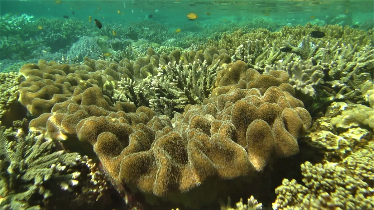 R4: Waigeo, Wayag, Manyaifun, Piaynemo, Arborek, Batanta, Misool (2017г. + 2018г. + 2019г.) R4: Waigeo, Wayag, Manyaifun, Piaynemo, Arborek, Batanta, Misool (2017г. + 2018г. + 2019г.)