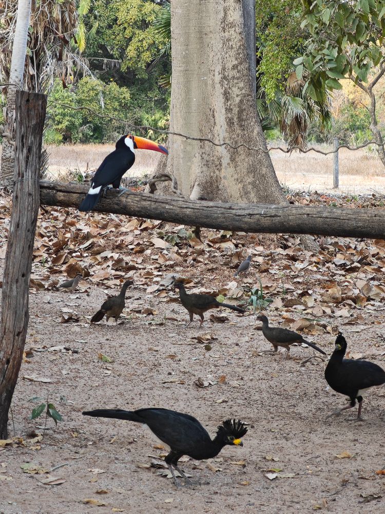 Улиткины в Бразилии - лето 2024 (обновление)