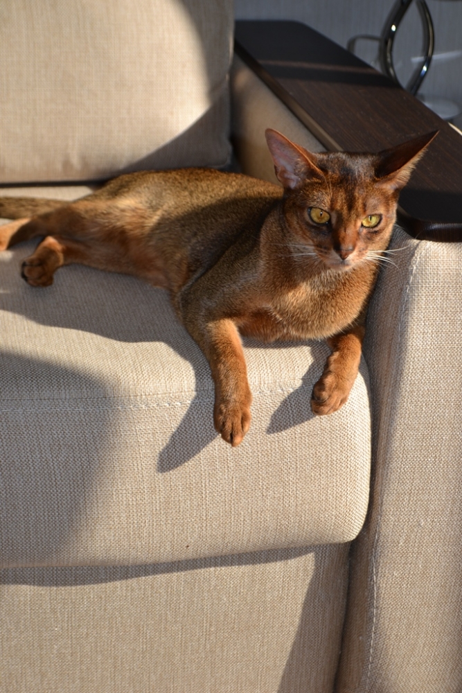 Поговорим о кошках 28 Поговорим о кошках 28