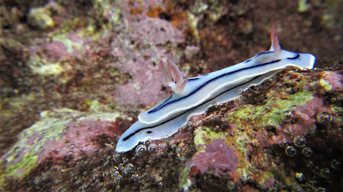 R4: Waigeo, Wayag, Manyaifun, Piaynemo, Arborek, Batanta, Misool (2017г. + 2018г. + 2019г.) R4: Waigeo, Wayag, Manyaifun, Piaynemo, Arborek, Batanta, Misool (2017г. + 2018г. + 2019г.)