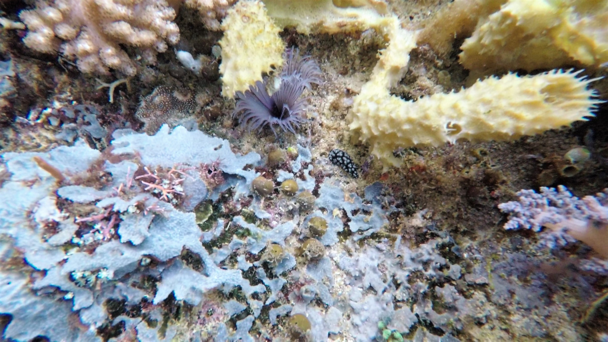 R4: Waigeo, Wayag, Manyaifun, Piaynemo, Arborek, Batanta, Misool (2017г. + 2018г. + 2019г.)