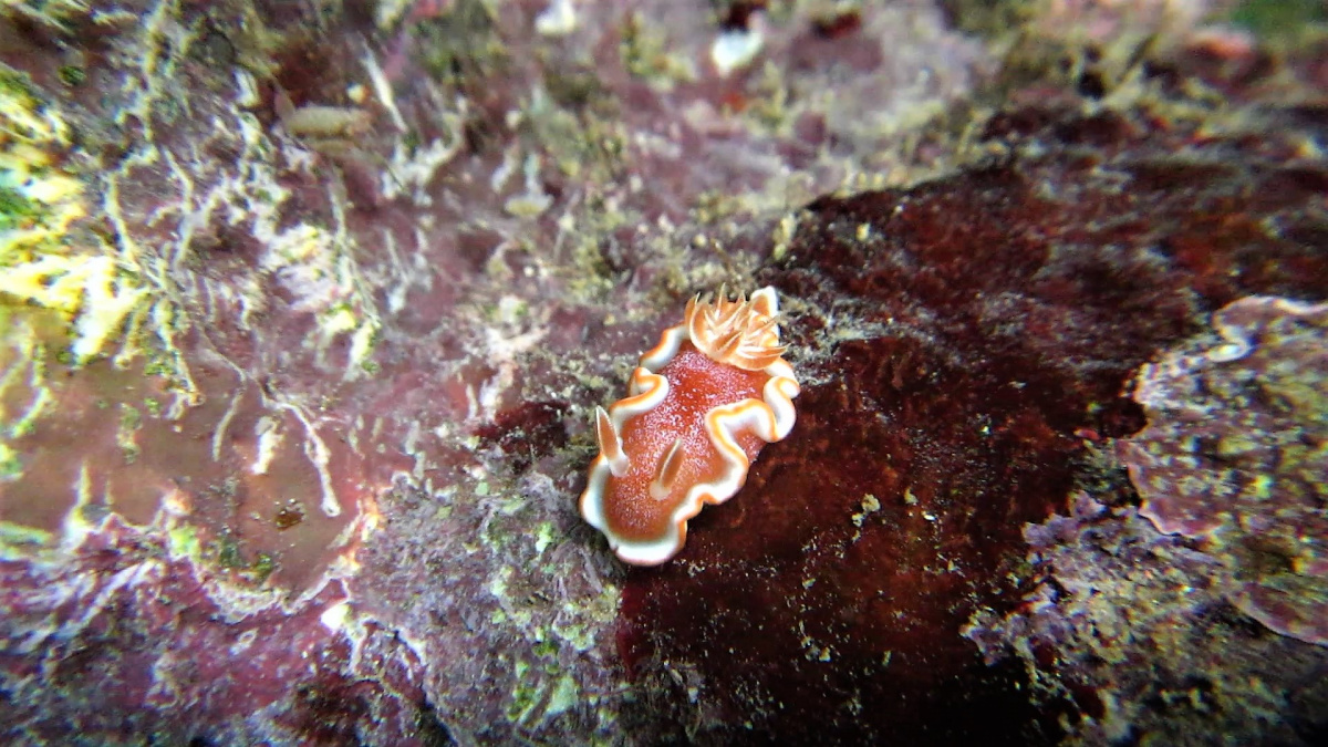 R4: Waigeo, Wayag, Manyaifun, Piaynemo, Arborek, Batanta, Misool (2017г. + 2018г. + 2019г.) R4: Waigeo, Wayag, Manyaifun, Piaynemo, Arborek, Batanta, Misool (2017г. + 2018г. + 2019г.)