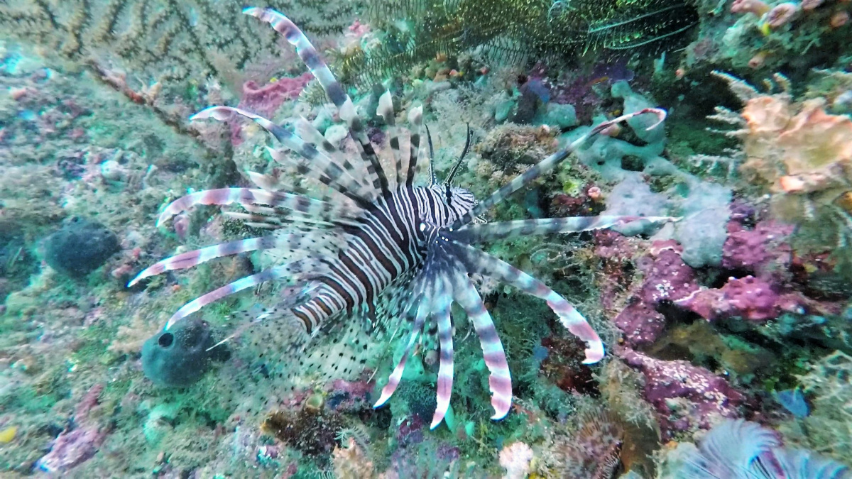 R4: Waigeo, Wayag, Manyaifun, Piaynemo, Arborek, Batanta, Misool (2017г. + 2018г. + 2019г.)