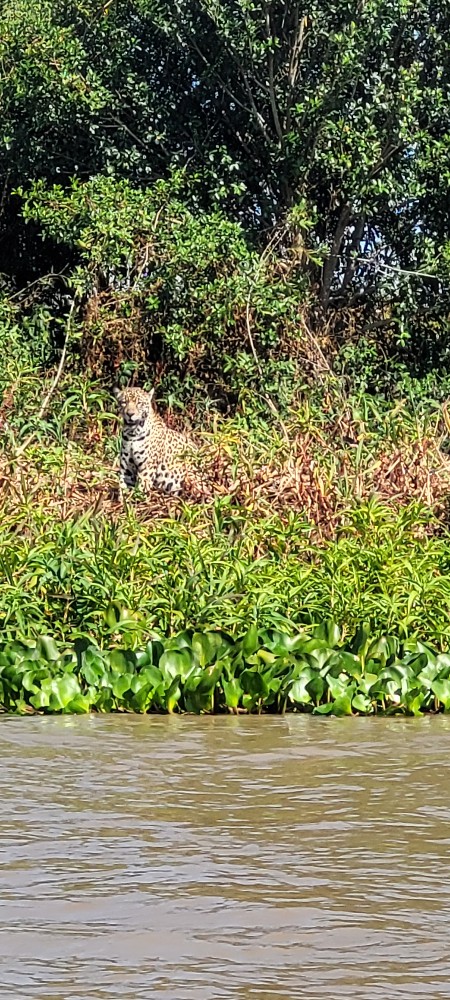 Улиткины в Бразилии - лето 2024 (обновление)