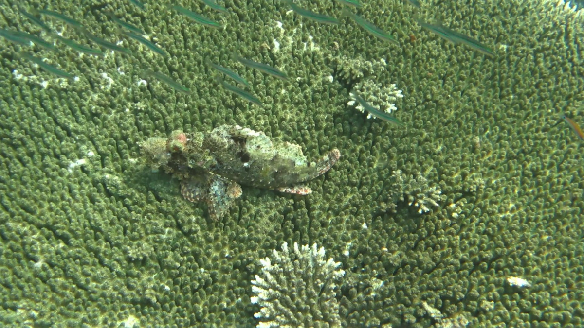 R4: Waigeo, Wayag, Manyaifun, Piaynemo, Arborek, Batanta, Misool (2017г. + 2018г. + 2019г.) R4: Waigeo, Wayag, Manyaifun, Piaynemo, Arborek, Batanta, Misool (2017г. + 2018г. + 2019г.)