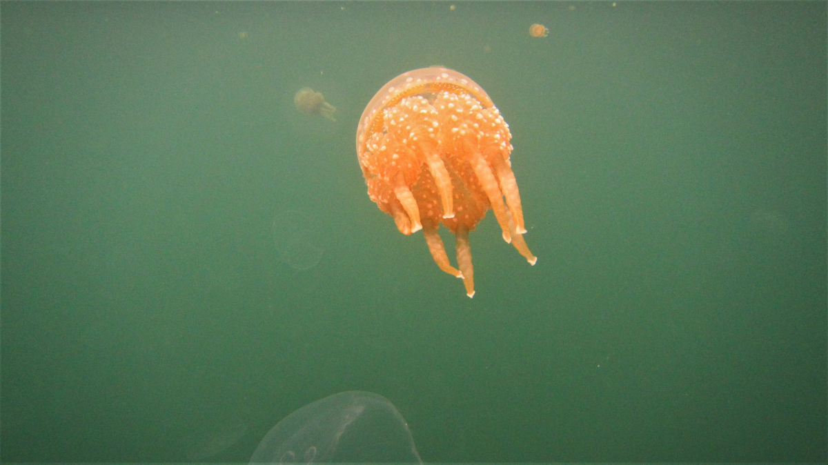 R4: Waigeo, Wayag, Manyaifun, Piaynemo, Arborek, Batanta, Misool (2017г. + 2018г. + 2019г.) R4: Waigeo, Wayag, Manyaifun, Piaynemo, Arborek, Batanta, Misool (2017г. + 2018г. + 2019г.)