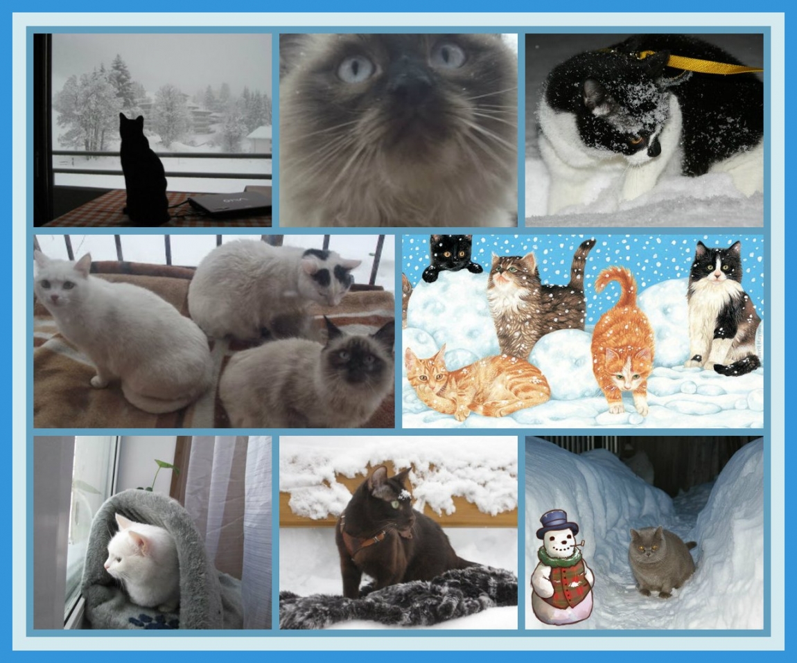 поговорим о кошках