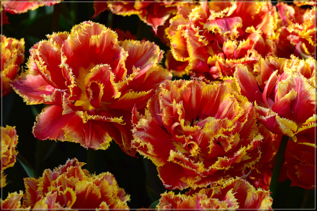 Серость ей к лицу. Майская Голландия